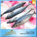 fresh frozen mackerel fish - product's photo