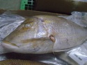 u emperor fish - product's photo