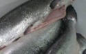  salmon atlantic - product's photo