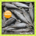 frozen seafood new stock frozen fish horse mackerel - product's photo