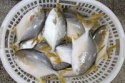 seafoods and frozen food golden pomfret fish - product's photo