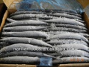 new coming frozen pacific saury - product's photo