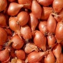 fresh shallots (baby onions) - product's photo