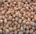 hotsale java peanut kernels - product's photo