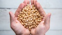 quality (desi & kabuli) chickpeas for sale at very good prices - product's photo