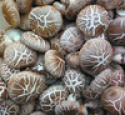bulk fresh shiitake mushroom for sale export mushroom lentinus edodes - product's photo