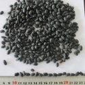 china black black kidney beans dry black beans - product's photo