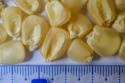 yellow corn - product's photo