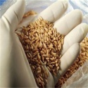grade a durum wheat - product's photo
