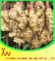 fresh ginger - product's photo