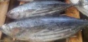 frozen skipjack tuna fish - product's photo