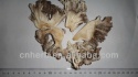 dried maitake mushroom grifola frondosa hen of the woods - product's photo