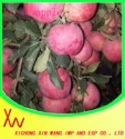 apple fruit - product's photo