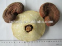 dried reishi mushroom whole ganoderma lucidum low pesticide - product's photo