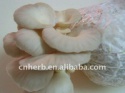 dried oyster mushroom - product's photo