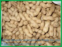 food grade peanut in shell groundnut in shell china origin - product's photo