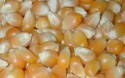 yellow corn - product's photo