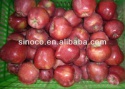 chinese apple fruit sweet apple fruit - product's photo