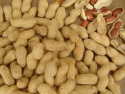 roasted peanut in shell 9/11 - product's photo
