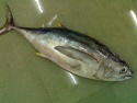 yellow fin tuna fish whole round - product's photo