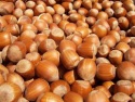 organic raw hazelnut without shell at very cheap price - product's photo