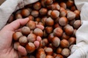 organic raw hazelnut at very cheap price - product's photo