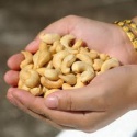 cashew nuts w-180-240-320-450  - product's photo