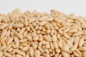 grade a pine nuts wholesalers at very cheap price - product's photo