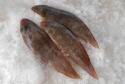 frozen sole fish (whole & fillets) - product's photo