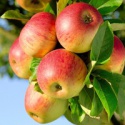 organic delicious fresh apple fruit - product's photo