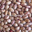 america round light speckled kidney bean red kidney beans import - product's photo