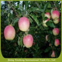 fresh apple chinese apple fruit gala apple - product's photo