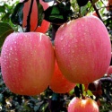 china best apple fruit specification - product's photo