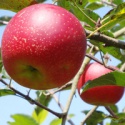 seasonal fruits fresh qinguan apple - product's photo