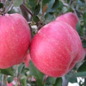 fresh apple fruit manufacturers - product's photo