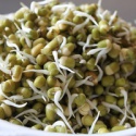 sprouting green mung beans vigna rediata - product's photo