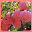 juicy red fuji apple 10kg carton packing - product's photo