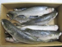 frozen grey mullet whole - product's photo