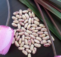 cranberry bean light speckled kidney beans - product's photo