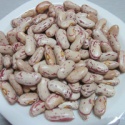 organic light speckled kidney beans lskb - product's photo