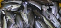 frozen whole trout fish - product's photo