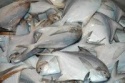 frozen white pomfret fish - product's photo