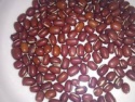 high quality foul medames adzuki beans - product's photo