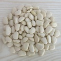 price for butter beans/2016 crop butter bean - product's photo