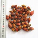 zhi zi factory price for whole and dry fruit - product's photo