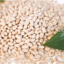 common cultivation white haricot beans  - product's photo