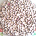 light speckled kidney beans sugar bean - product's photo