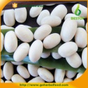  white kidney beans - product's photo