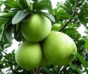 apple fruits - product's photo