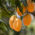 mangos fruit - product's photo